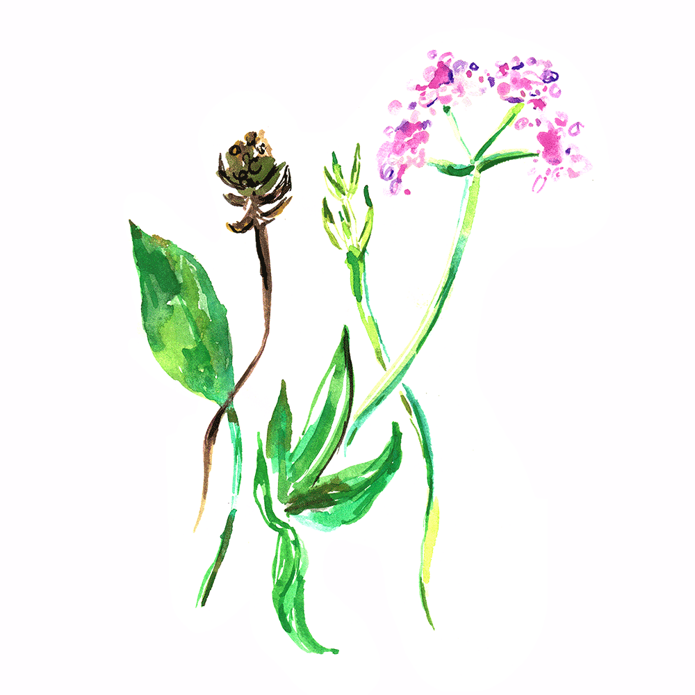 flowers-illustration-watercolor-print