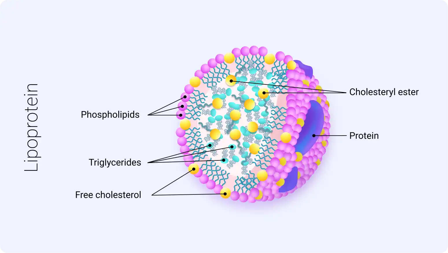 scientific-illustration-apolipoprotein-copenhagen